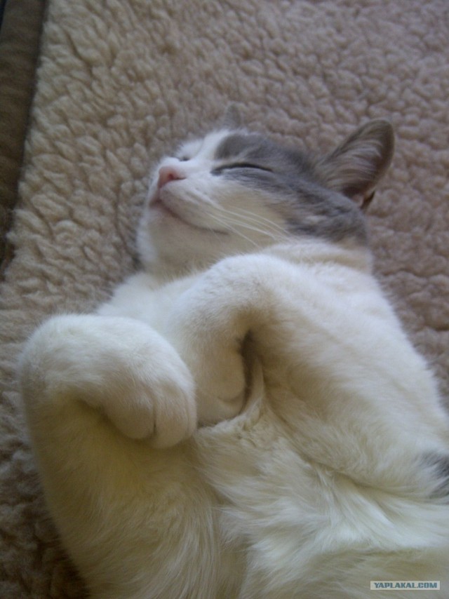 Котовторник (21.02.2012)