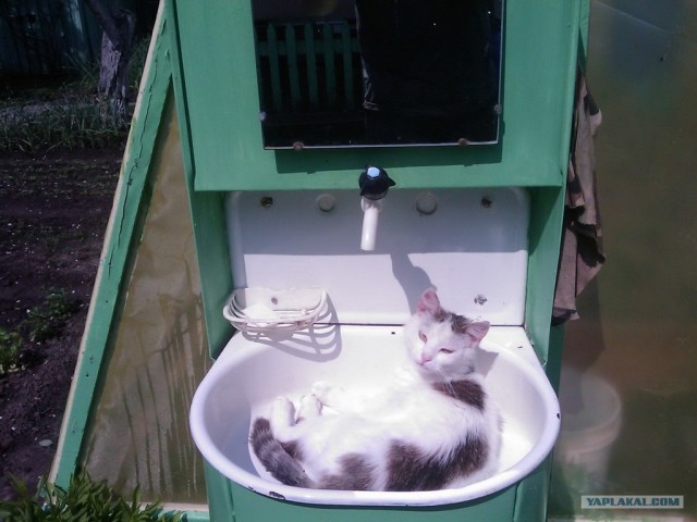 Котовторник  от 3.04.2012