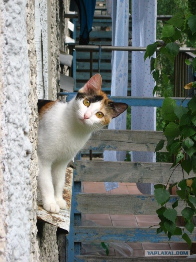 Котовторник 8 мая 2012
