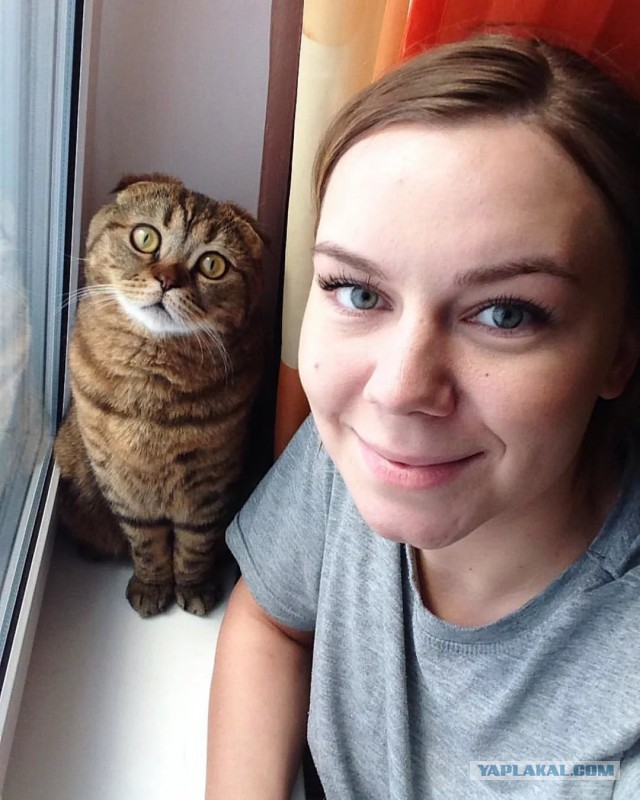 Зимние коты