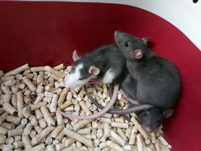 Крысы – не вредители, а друзья!