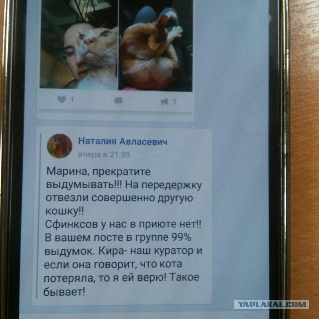 Помогите вернуть кота! Приют "Преданное сердце" украл кота и не отдает!-2