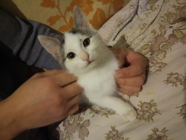 Забавные фото котеек