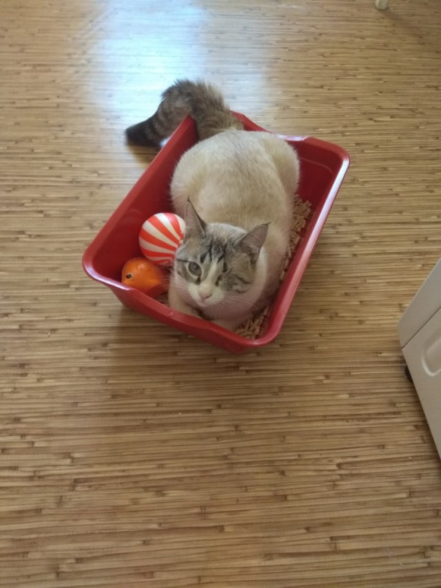 Эти забавные животные