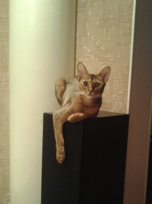 Солнце котовторника уже встало, Господа!