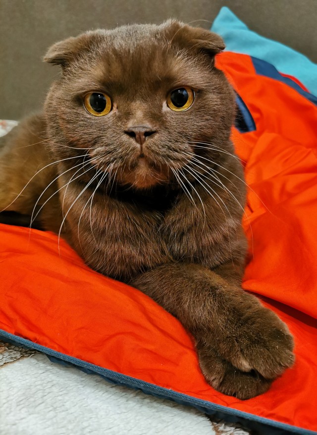 Первый котовторник 2022