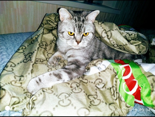 Котовторник