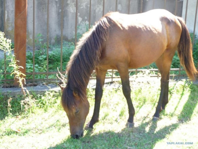 Абхазия там где....