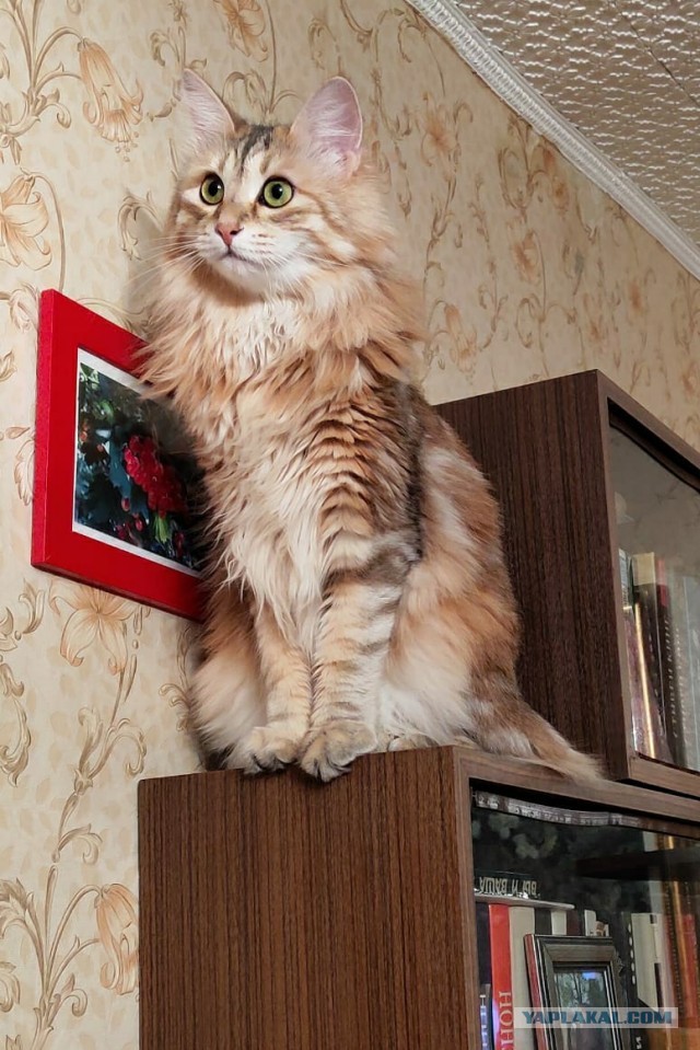 Зверье