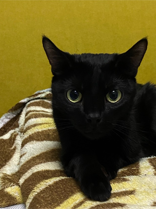 Коточетверг!