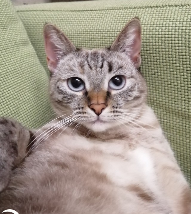 Котовторник
