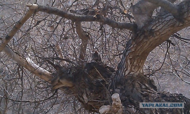 Котовторник 16.04.2013