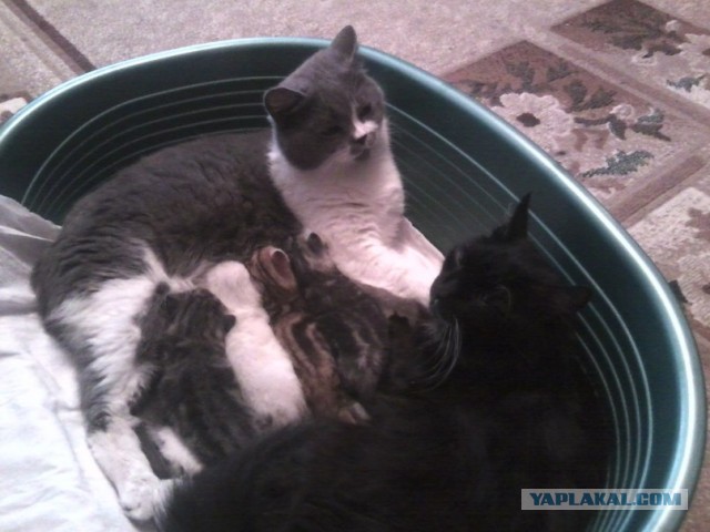 Котовторник  07.05.2013