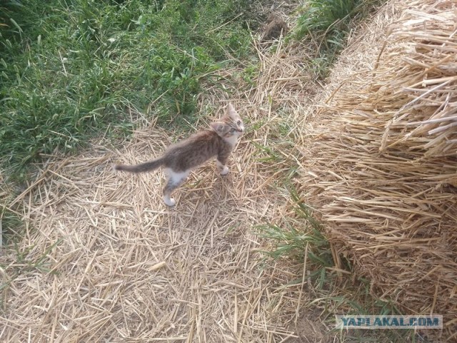 Жизнь домашнего приюта для котеек 502