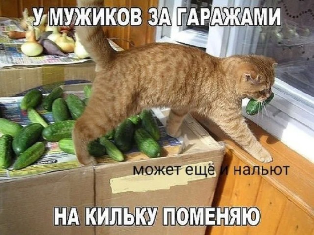 Юмор для тех, кто уже повзрослел и понял, что «спорт» — это бег за автобусом