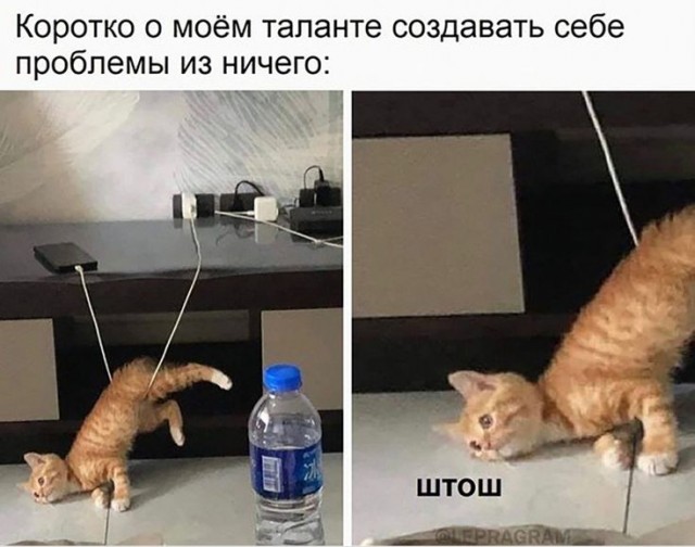 Девушка попросила в Хвиттере остальных скинуть любимые мемы с котами