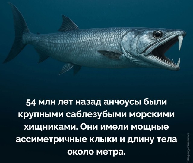 Маленькая пятница 25.06