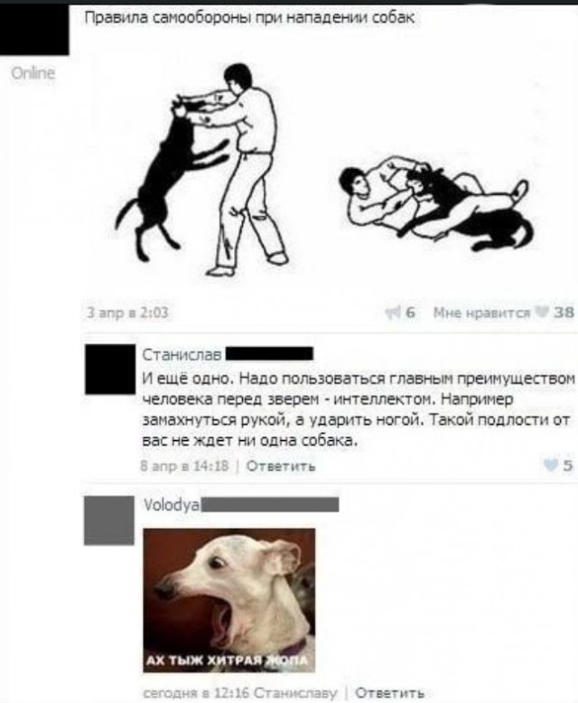 Что делать если на вас напала стая собак.