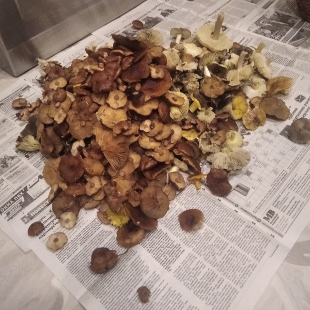 Часть третья. Опята.