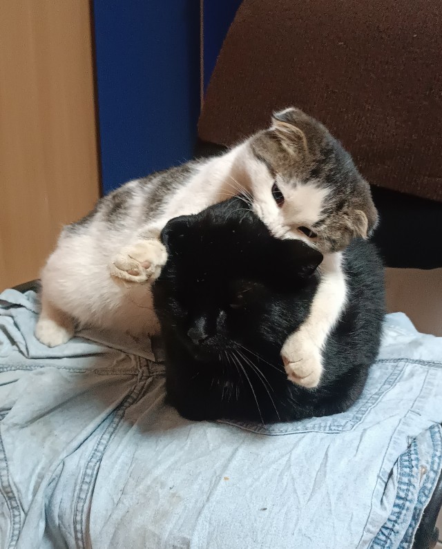 В защиту чёрных котов