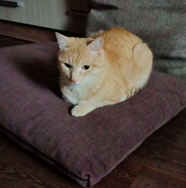 Кото-вторник.