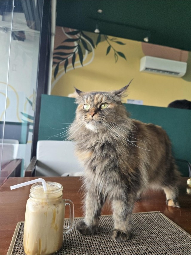 Предупреждение (котовторник)