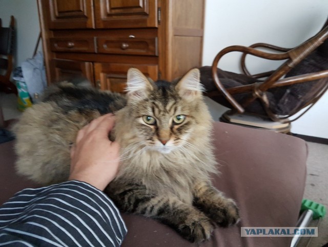 Бывшая семья моего кота бросила его