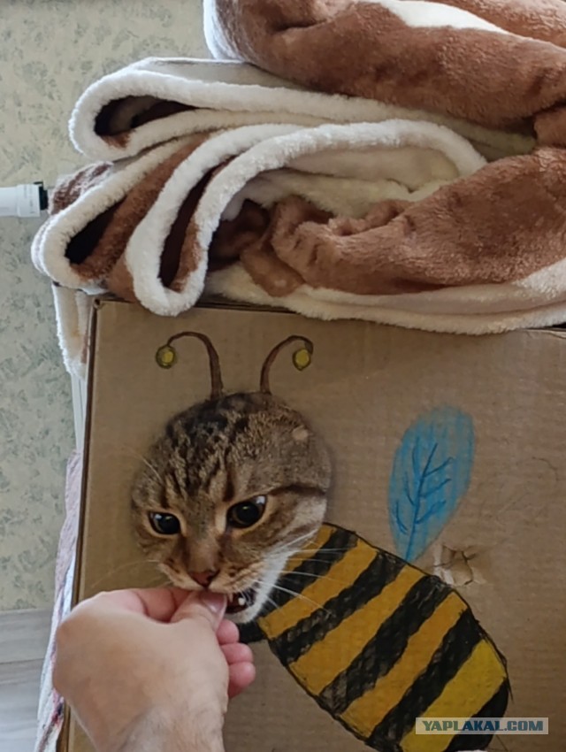 К котовторнику: подборка картинок-баянов с котиками и про котиков. Выпуск 46