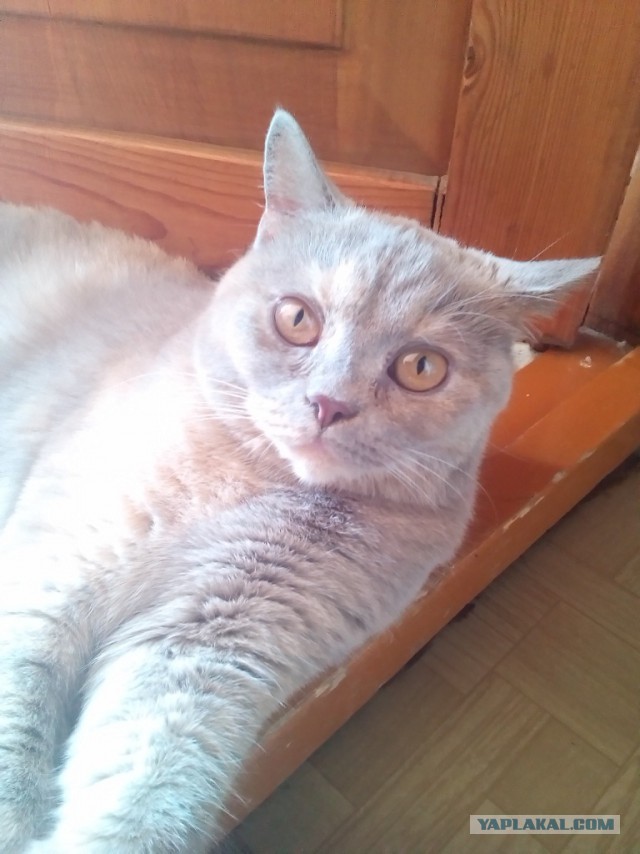 Котовторник 12.08.2014