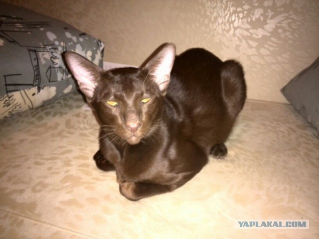 Котовторник 9.12.2014