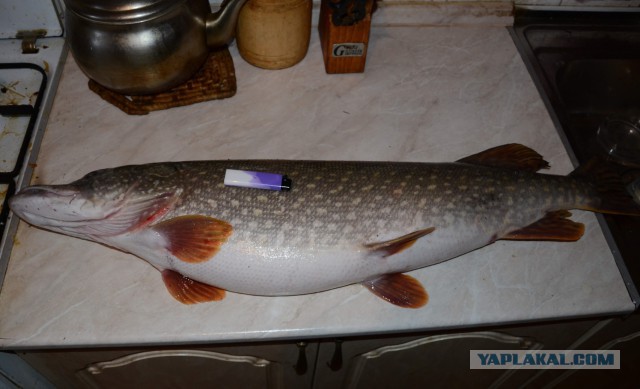 Отец на рыбалку сходил