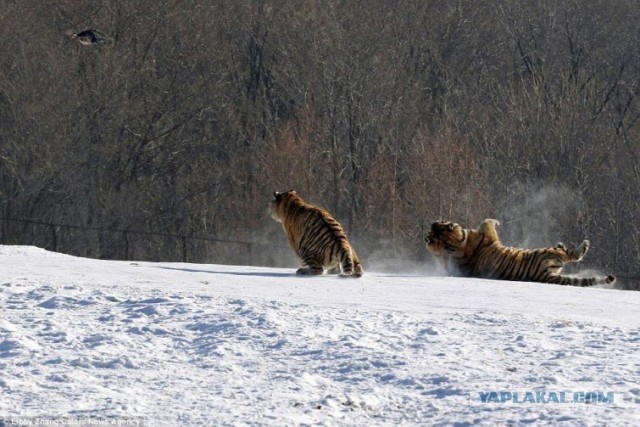 Кошки не всегда падают на все 4 лапы