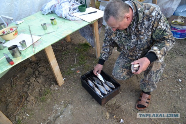 Рыбалка на воблу