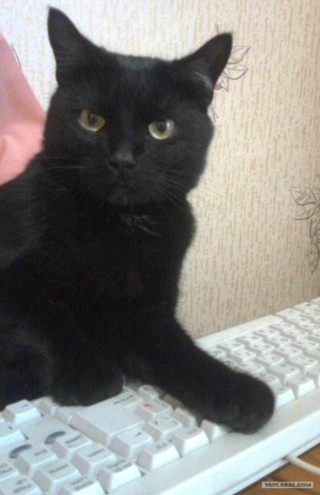 Котосеть