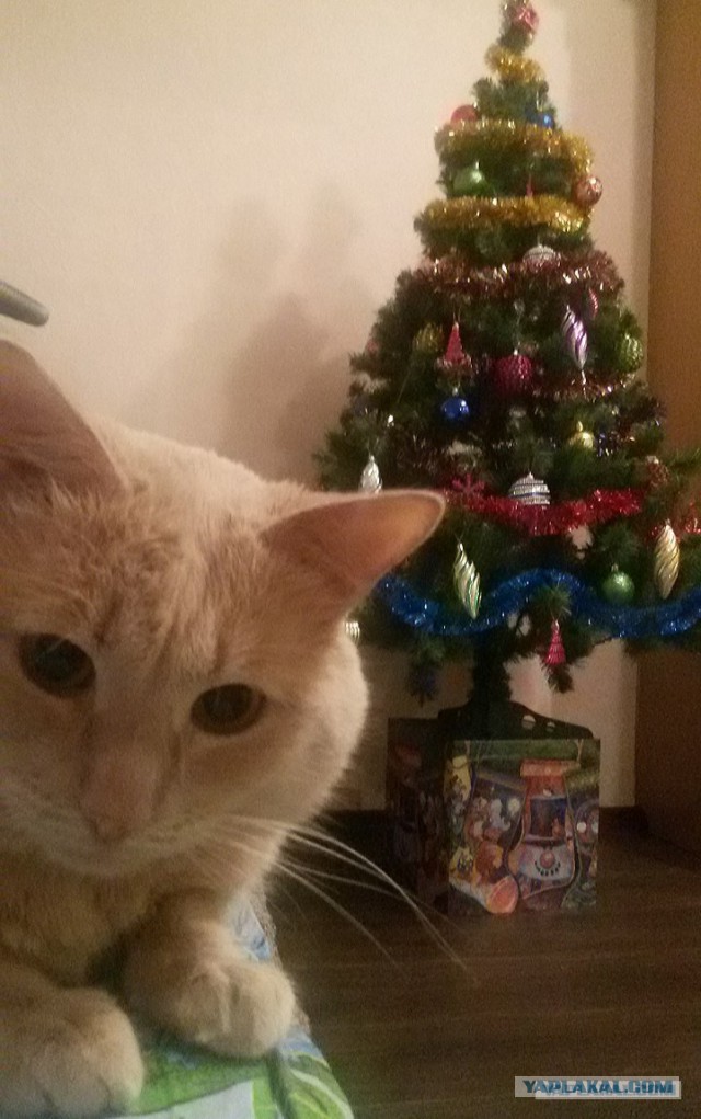 Котооо-о-о-вторник