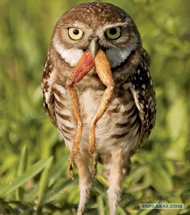 Подборка животных, которых застали за трапезой