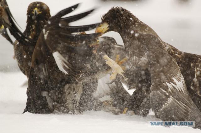 Медведи Камчатки