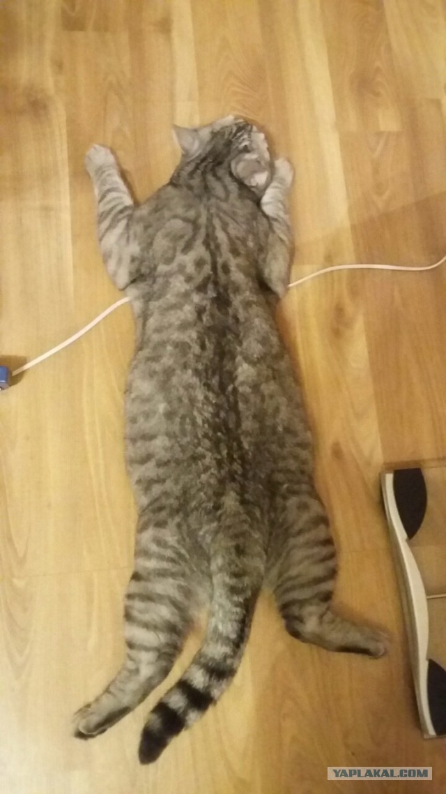 Котовторник 19.04.2016