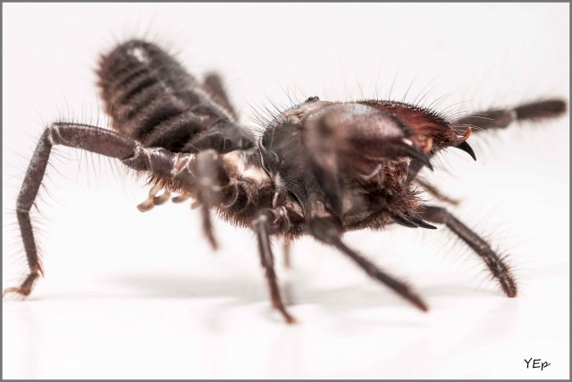 Макро портреты насекомых