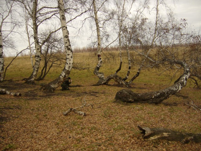 Березовая аномалия в Кузбассе