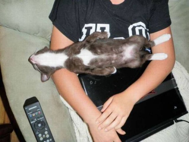 Коты из сети