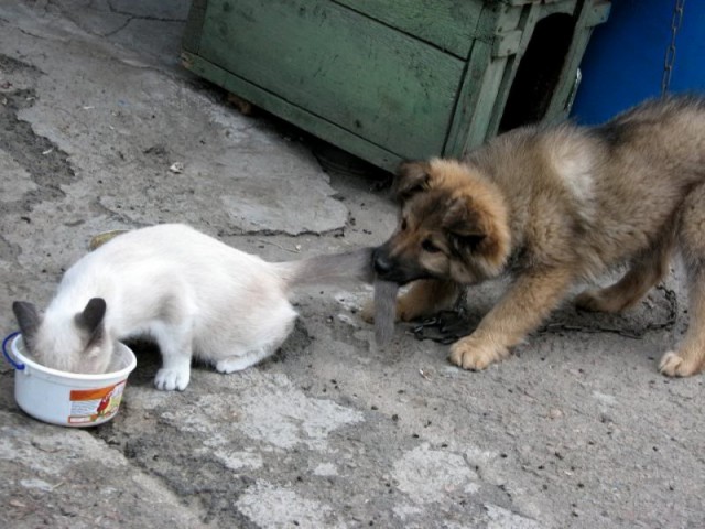 Коты из сети