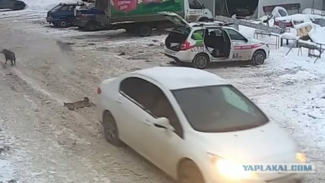 Жительница Самары специально раздавила собаку, вставшую перед её автомобилем