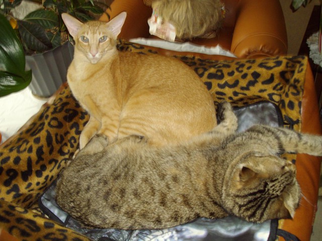 Коты и Кошки