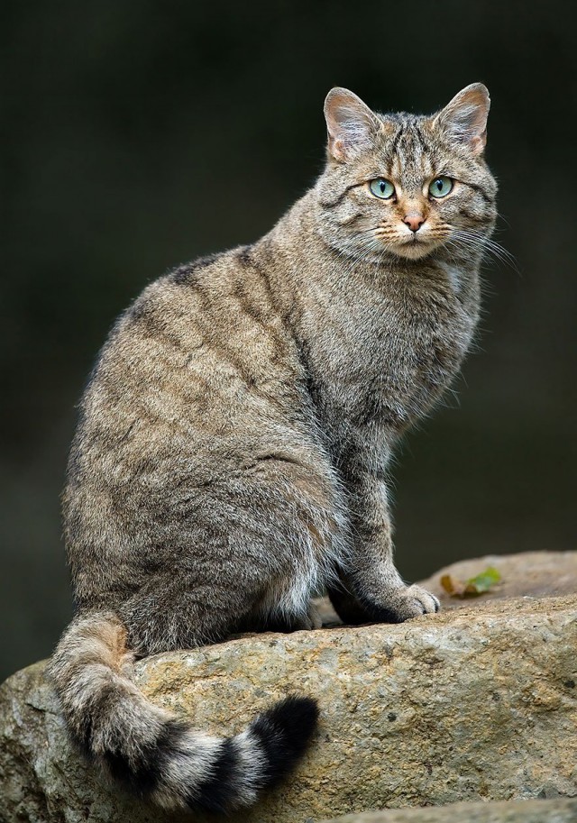 Европейский дикий кот