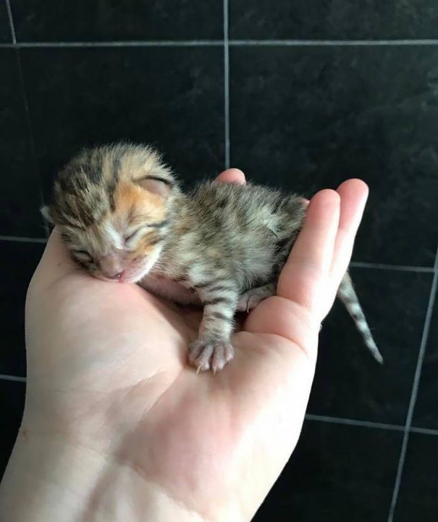 Коты и Кошки