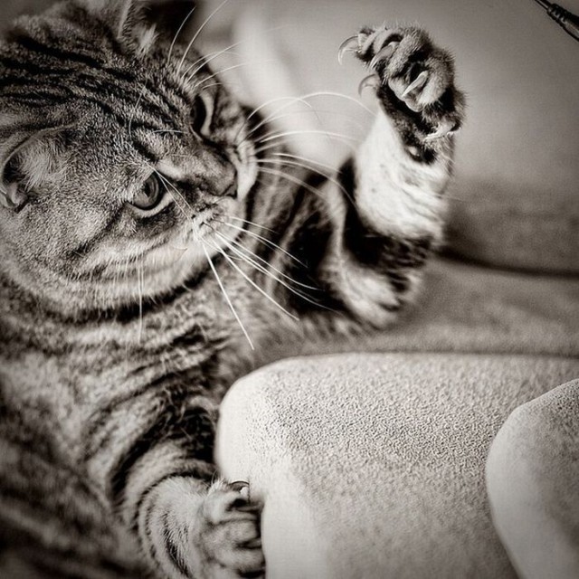 Коты и Кошки