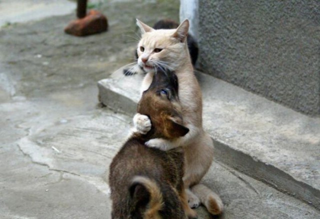 Коты и Кошки