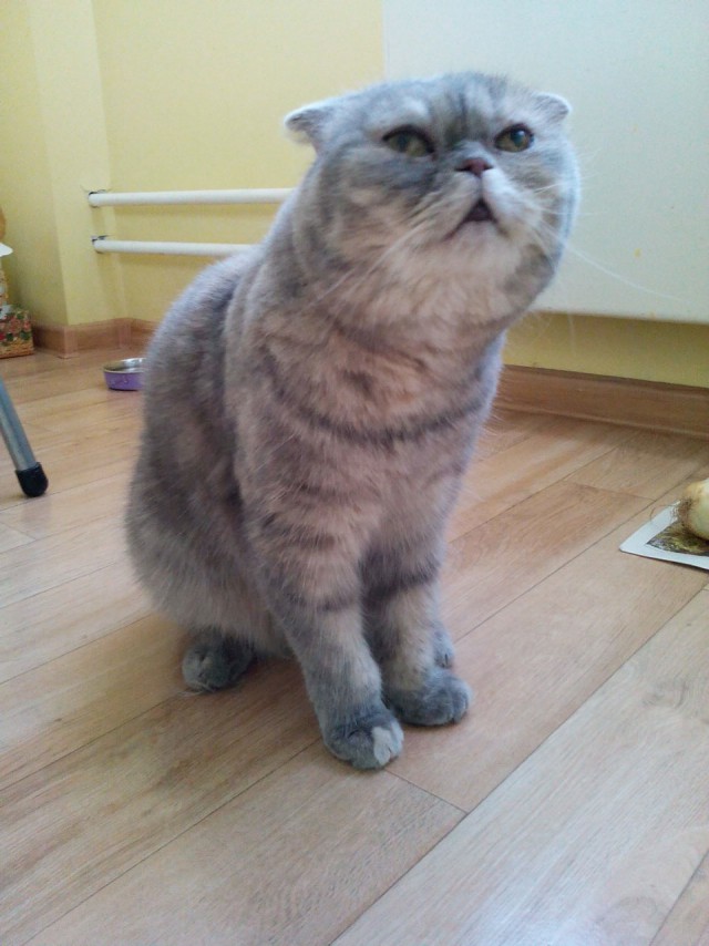 Котовторник  15.08.2017
