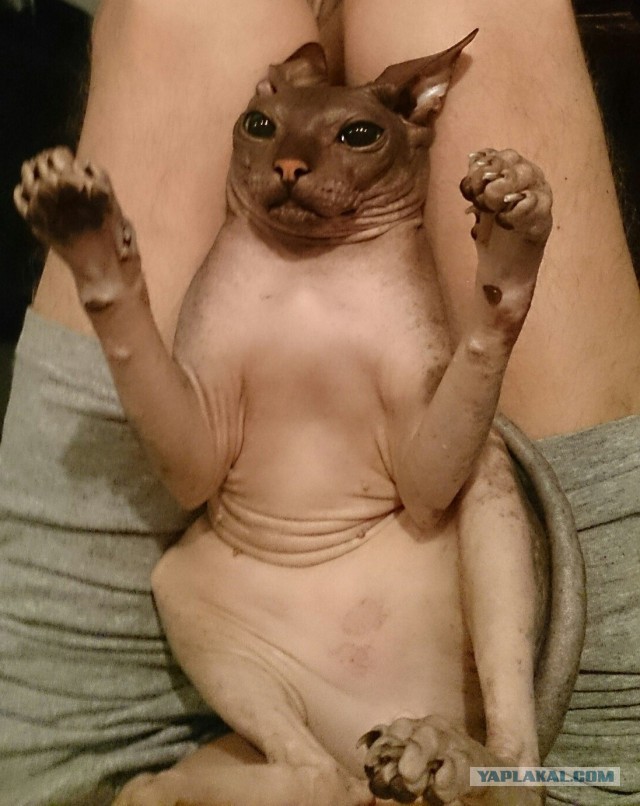 Котята моей кошки (коротенькое видео).